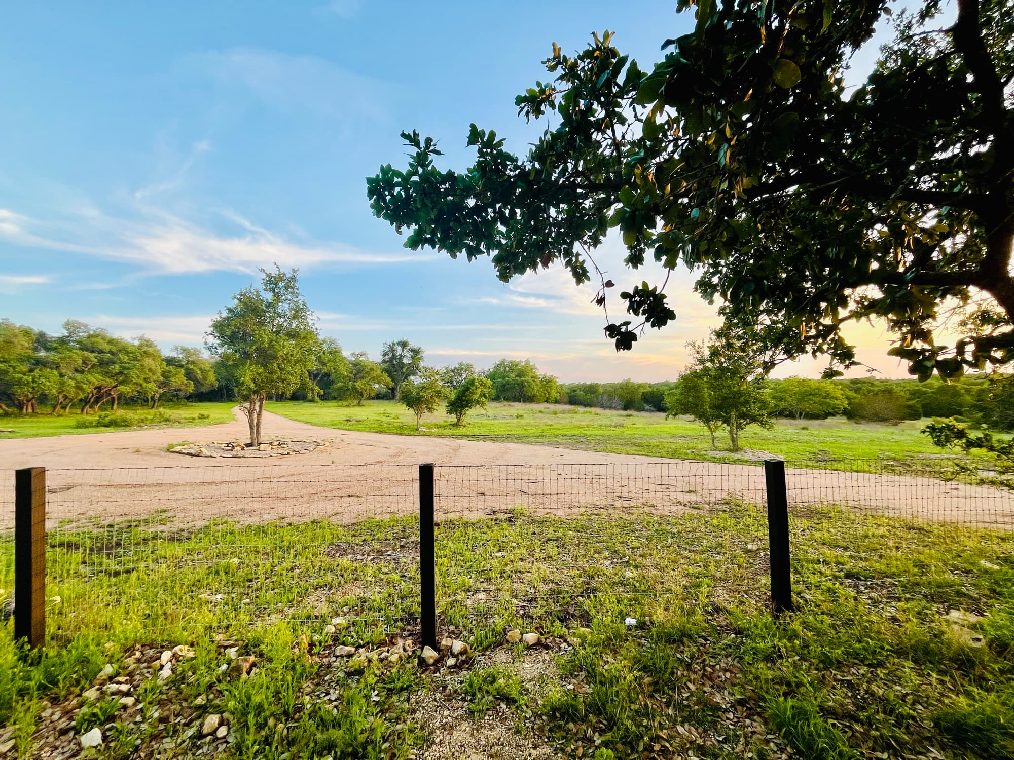 The open field and live oaks