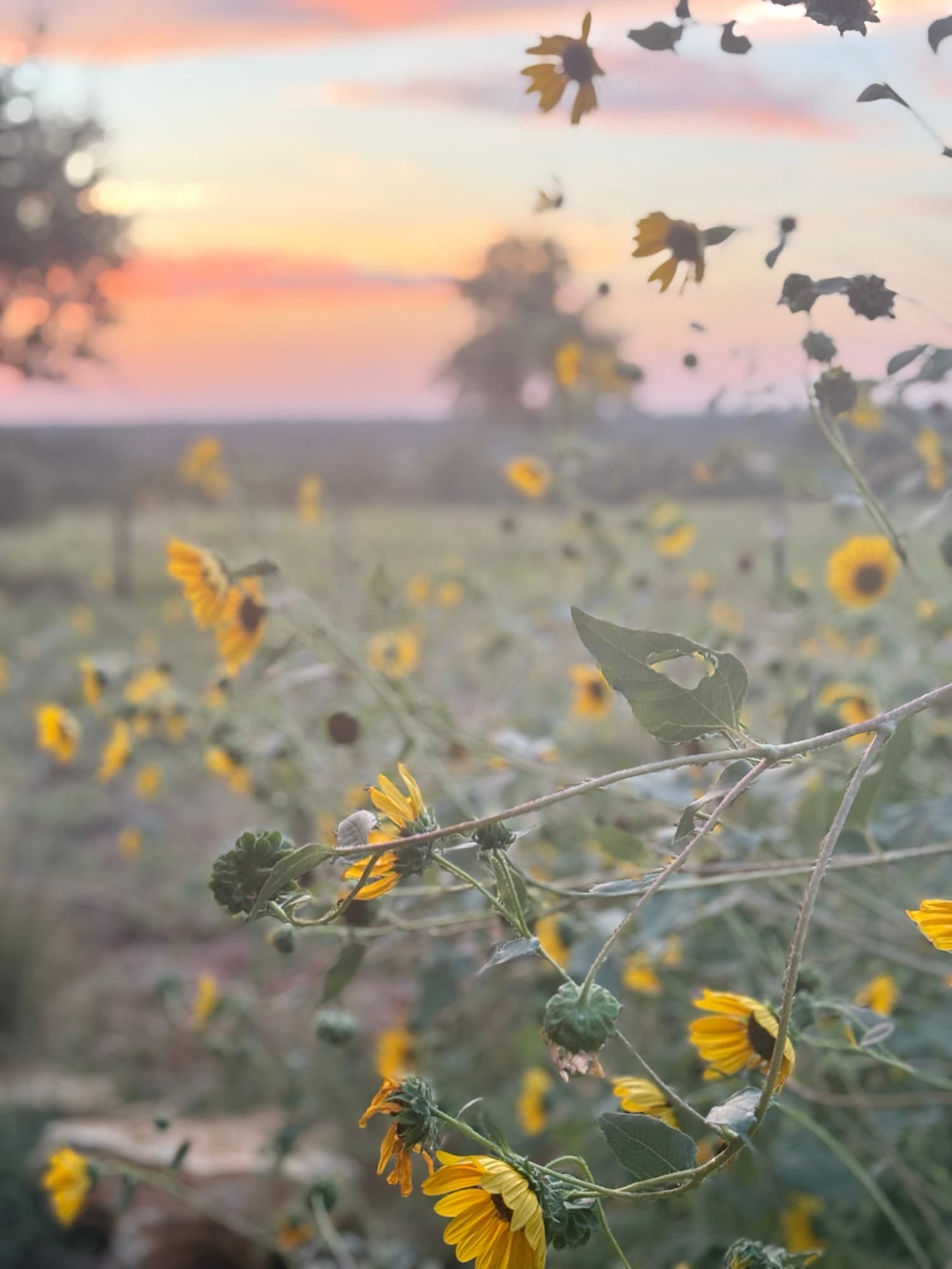 Sunflowers at sunset on the ranch