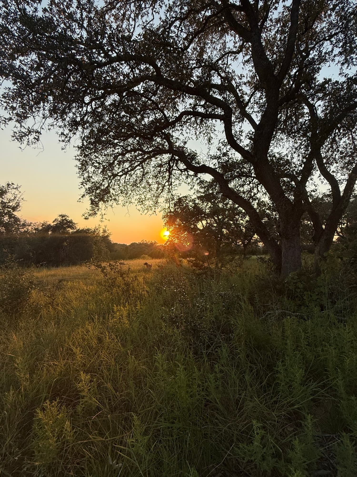 A live oak at dusk